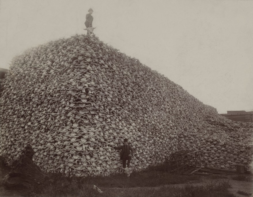 Bison_skull_pile_edit